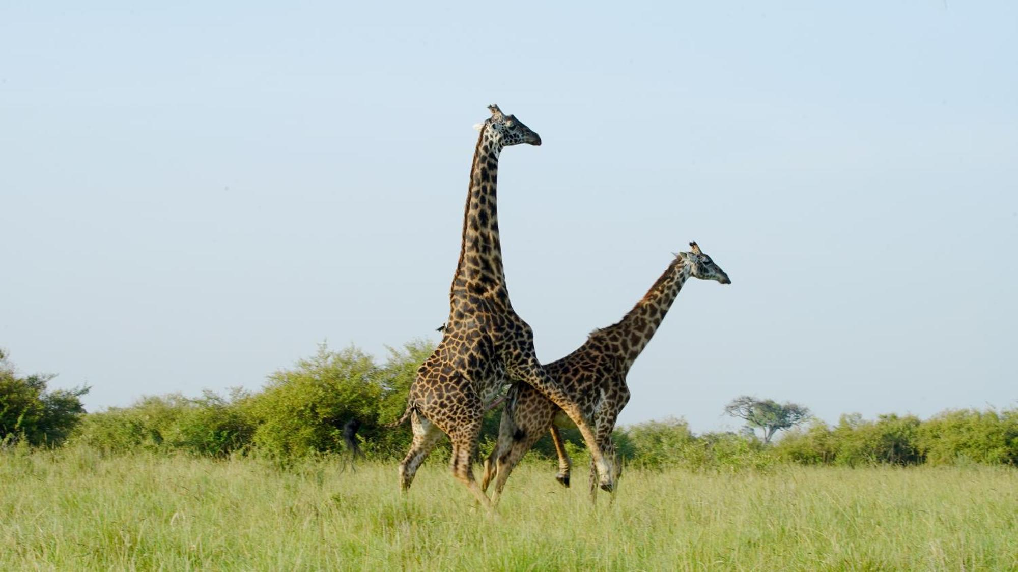 Villa Mara Elatia Camp Maasai Mara Exterior foto
