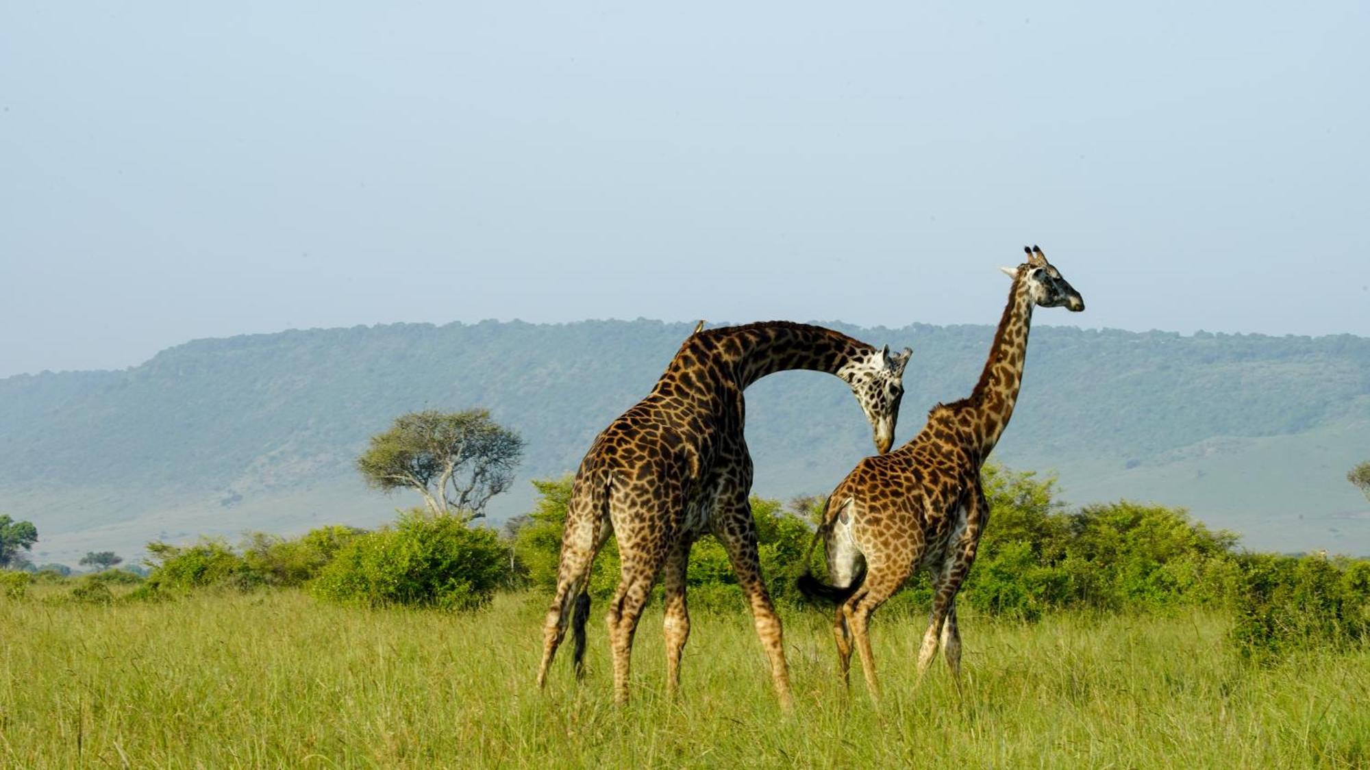 Villa Mara Elatia Camp Maasai Mara Exterior foto